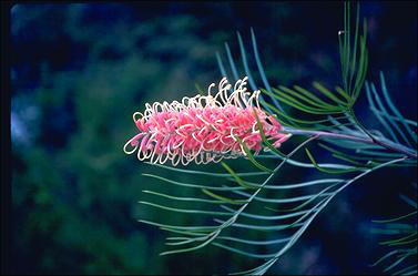 APII jpeg image of Grevillea 'Pink Surprise'  © contact APII