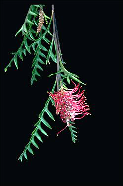 APII jpeg image of Grevillea 'Poorinda Peter'  © contact APII