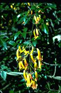 Pandorea pandorana 'Golden Showers'