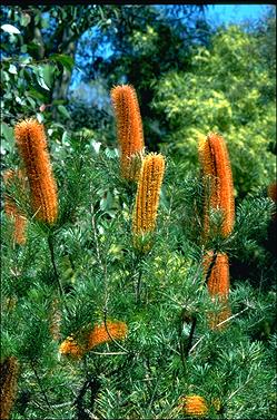 APII jpeg image of Banksia 'Giant Candles'  © contact APII