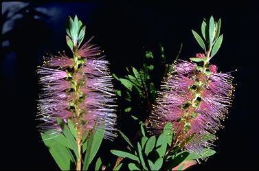 APII jpeg image of Callistemon 'Cinderella'  © contact APII