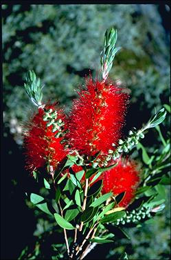 APII jpeg image of Callistemon citrinus 'Splendens'  © contact APII