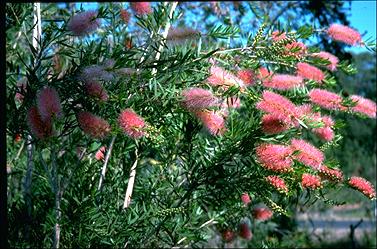 APII jpeg image of Callistemon 'Tin-Sal Glow'  © contact APII