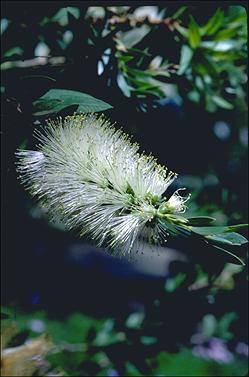 APII jpeg image of Callistemon citrinus 'White Anzac'  © contact APII