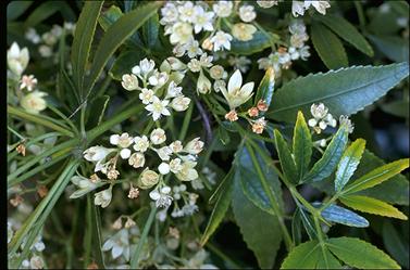 APII jpeg image of Ceratopetalum gummiferum 'White Christmas'  © contact APII