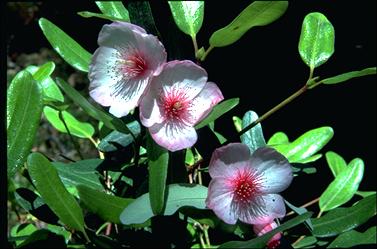 APII jpeg image of Eucryphia lucida 'Ballerina'  © contact APII