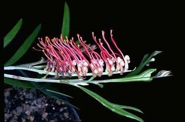 APII jpeg image of Grevillea 'Brookvale Letitia'  © contact APII