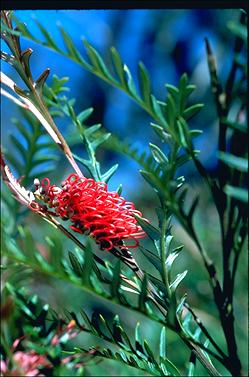 APII jpeg image of Grevillea 'Ivanhoe'  © contact APII