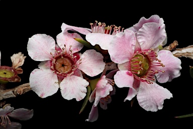 APII jpeg image of Leptospermum squarrosum  © contact APII