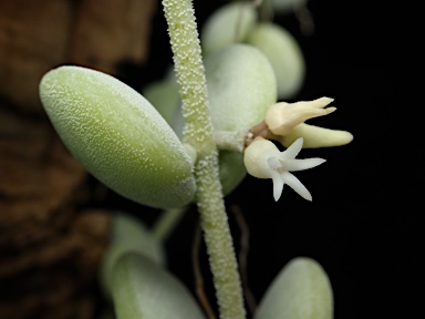 APII jpeg image of Dischidia nummularia  © contact APII