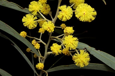 APII jpeg image of Acacia caesiella  © contact APII