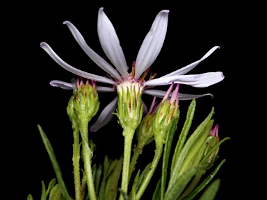 APII jpeg image of Olearia tenuifolia  © contact APII