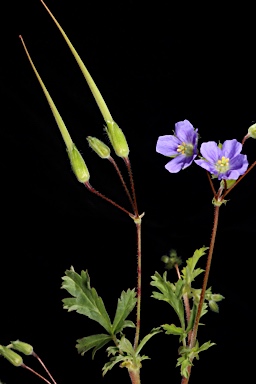 APII jpeg image of Erodium crinitum  © contact APII