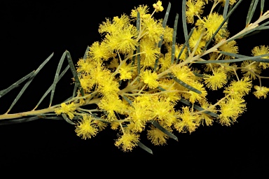 APII jpeg image of Acacia meiantha  © contact APII