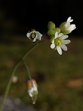 APII jpeg image of Erophila verna subsp. verna  © contact APII