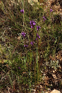 APII jpeg image of Linaria pelisseriana  © contact APII