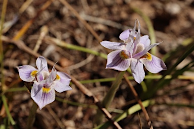 APII jpeg image of Moraea setifolia  © contact APII