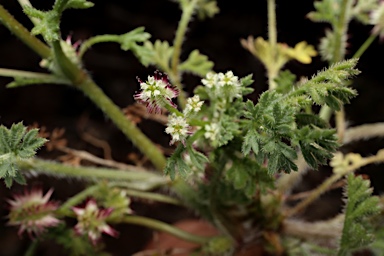 APII jpeg image of Daucus glochidiatus  © contact APII