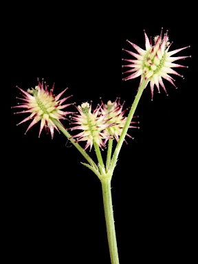 APII jpeg image of Daucus glochidiatus  © contact APII