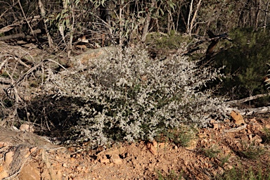 APII jpeg image of Leptospermum divaricatum  © contact APII