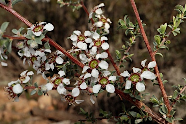 APII jpeg image of Leptospermum divaricatum  © contact APII