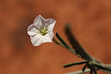 APII jpeg image of Convolvulus clementii  © contact APII