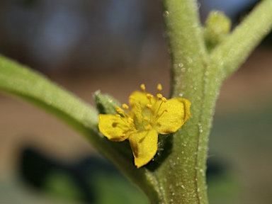 APII jpeg image of Tetragonia tetragonoides  © contact APII