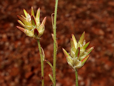 APII jpeg image of Ptilotus modestus  © contact APII