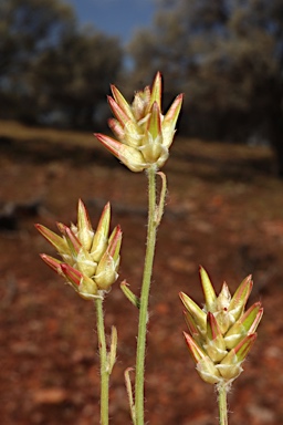 APII jpeg image of Ptilotus modestus  © contact APII