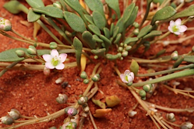 APII jpeg image of Calandrinia pumila  © contact APII