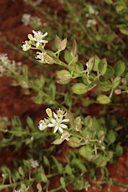 APII jpeg image of Lepidium phlebopetalum  © contact APII