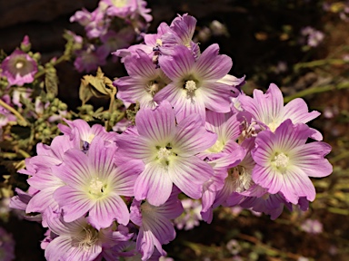 APII jpeg image of Malva preissiana  © contact APII