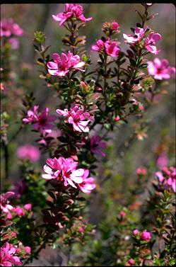 APII jpeg image of Bauera sessiliflora  © contact APII