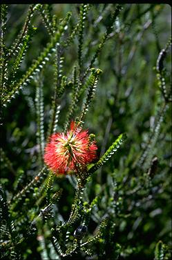 APII jpeg image of Beaufortia orbifolia  © contact APII