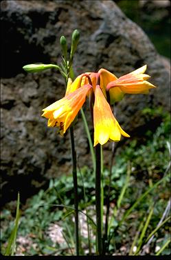 APII jpeg image of Blandfordia grandiflora  © contact APII