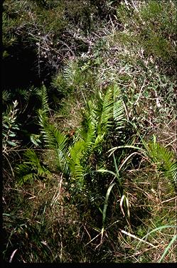 APII jpeg image of Blechnum indicum  © contact APII