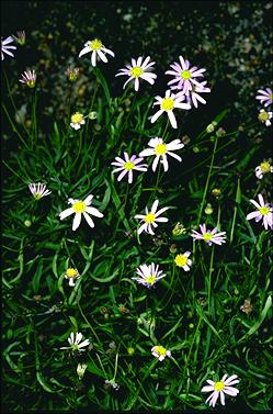 APII jpeg image of Brachyscome angustifolia var. heterophylla  © contact APII