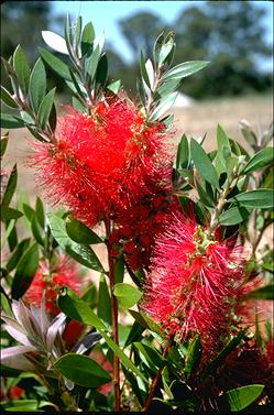 APII jpeg image of Callistemon citrinus 'Splendens'  © contact APII