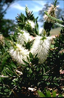 APII jpeg image of Callistemon citrinus 'White Anzac'  © contact APII