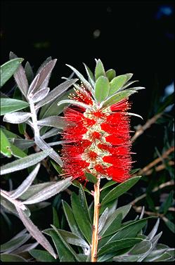 APII jpeg image of Callistemon comboynensis  © contact APII