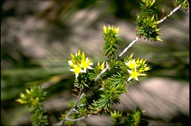 APII jpeg image of Calytrix angulata  © contact APII