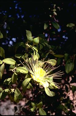 APII jpeg image of Capparis mitchellii  © contact APII