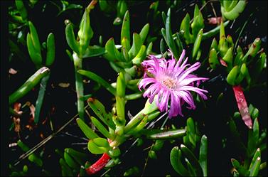 APII jpeg image of Carpobrotus rossii  © contact APII