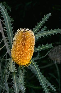 APII jpeg image of Banksia ashbyi  © contact APII