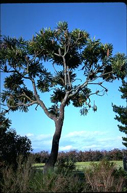 APII jpeg image of Banksia grandis  © contact APII