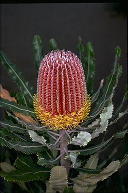 APII jpeg image of Banksia menziesii  © contact APII