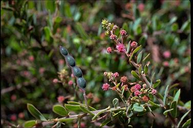 APII jpeg image of Acacia purpureopetala  © contact APII