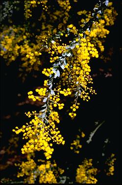 APII jpeg image of Acacia vestita  © contact APII