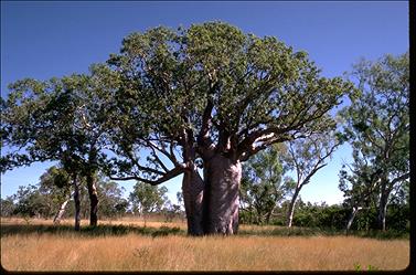 APII jpeg image of Adansonia gregorii  © contact APII