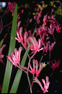 APII jpeg image of Anigozanthos 'Pink Joey'  © contact APII